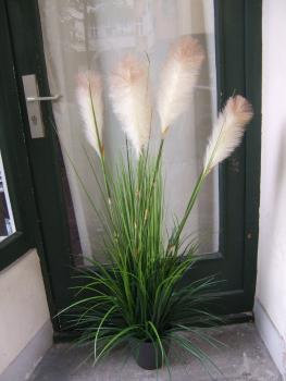 Gras ca.1,20m 4 helle Blüten filigran